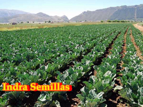 Coliflor Super Bola De Nieve Semillas Ecologicas (70)