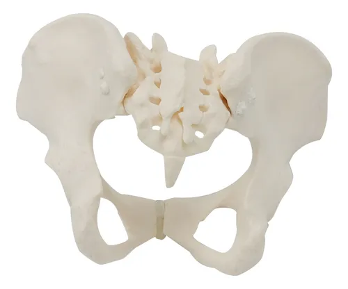 comprar Modelo De Pelvis Femenina 1:1, Modelo De Esqueleto Pélvico F