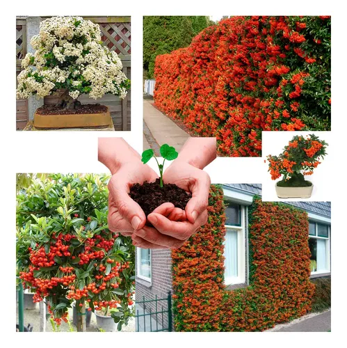 Piracanta Trepadeira Cerca Viva Bonsai - Sementes Pra Mudas