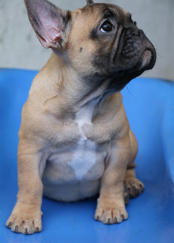 Bulldog Frances Hermosa Hembrita Exótica Color Sable