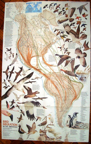 Mapa Nat Geo 3 Americas Y Bird Migration Aves Con Revista 