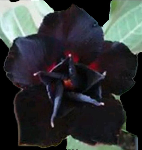 12 Sementes De Rosa Do Deserto Roxa; Purpura; Negra