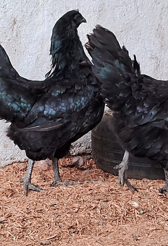 Ovos Férteis Ayam Cemani Indonésios 10 Unidades