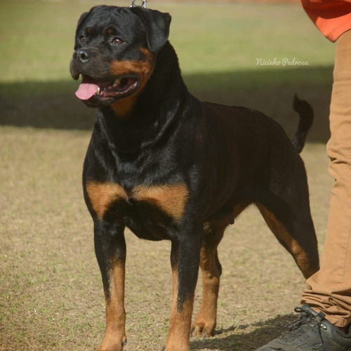 Rottweiler Filhotes Com (60 Dias)frete Gratis