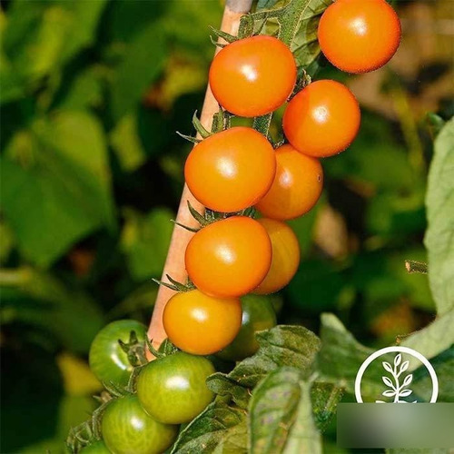 Sobre De Semillas De Tomate Cherry Sungold 