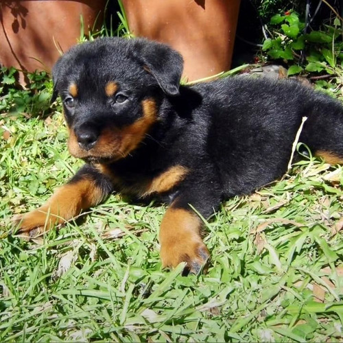 Rottweiler Cachorros De Primera Calidad De Verdad Excelentes