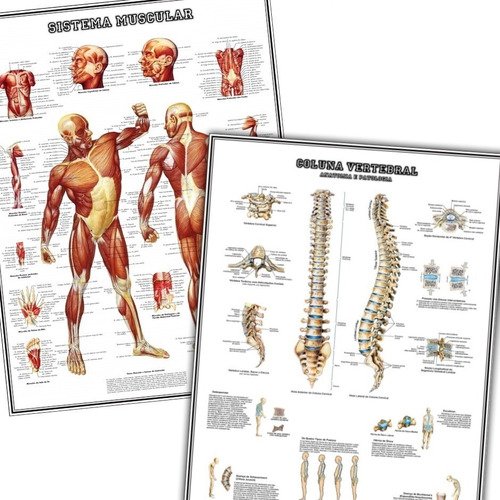 2 Posters 65x100cm Clínica Medicina Fisio Coluna + Músculos