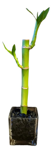 Lucky Bamboo 20 Cm Maceta Vidrio 6x6. Cactus Suculovers