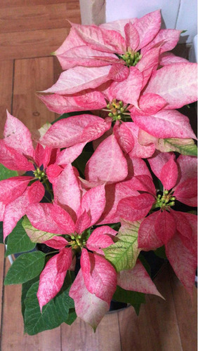 Imagen 3 de 7 de Flor De Noche Buena