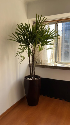 Planta Natural Palmeira Ráfia Com Vaso Decorativo