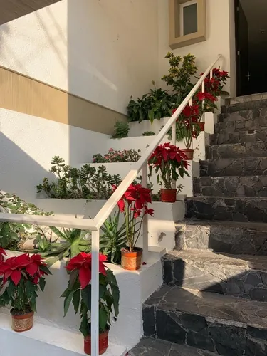Casa En Lomas De Virreyes 270m2 Con Acceso Al Bosque Chapultepec Calle Privada