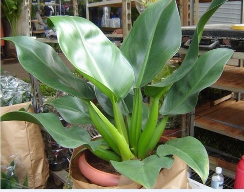 Imagem 8 de 10 de Muda De Pacová-philodendron Martianum Lindas Para Interiores