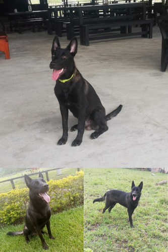 Cachorros De Raza Pastor Belga Malinois De 3 Meses. 