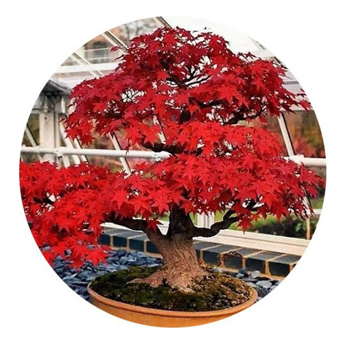 Semillas De Bonsai Arce X10 Semillas Arce Japones