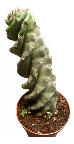 Cactus Espiralado Mediano