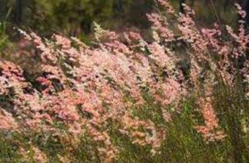Melinis Repens, Pasto Rosado, 30 Semillas, Nv