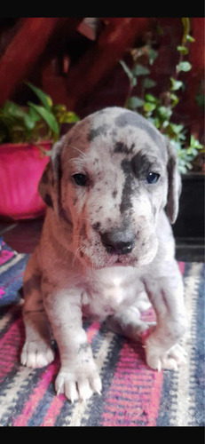 Cachorros Gran Danes