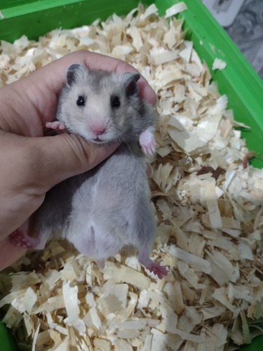 Hamster Sírios Filhotes