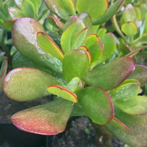 Planta Plantas De Buena Suerte Para La Entrada De La Casa
