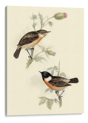 Canvas Lab Cuadro Goulds Stone-chat 75x100, John Gould