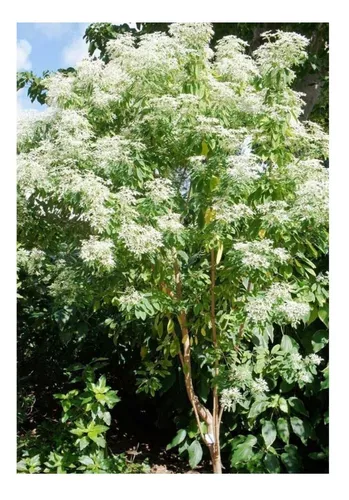 1 Muda De Dama Da Noite, Coerana - Cestrum Nocturnum - 50cm