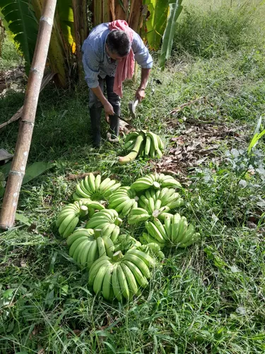 Vendo Lote En Viota Cundinamarca