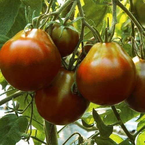 30 Semillas De Tomate Black Truffle Trufa Negra Heirloom