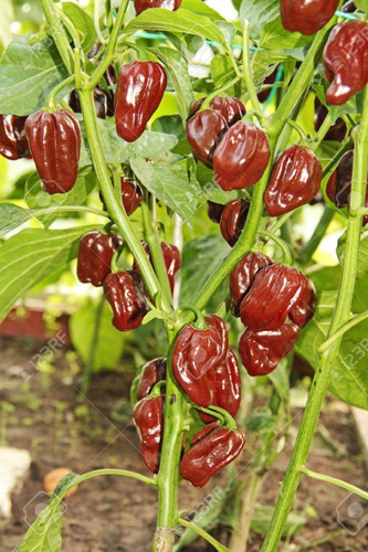 20 Semillas Chile Habanero Chocolate Nuevas Vivas Autenticas
