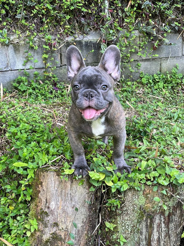 Bulldog Francés Blue Criadero Rionegro Medellín