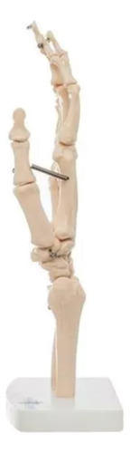 Modelo Anatomico Articulacion De Mano - Anatomik