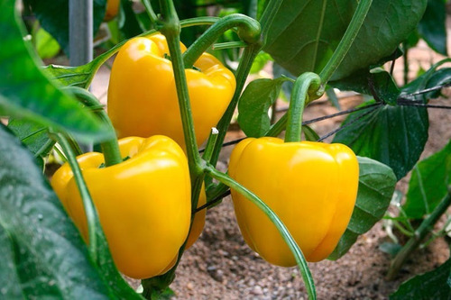 Semillas De Chile Pimiento Morrón Amarillo (15 Sem)