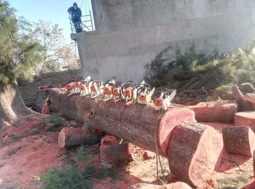Poda De Árboles En Altura Extracciones. 1132866416