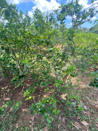 Te Vendo Finca De Limones En Los Llanos .