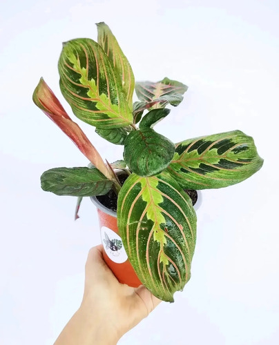 Maranta Leuconeura S