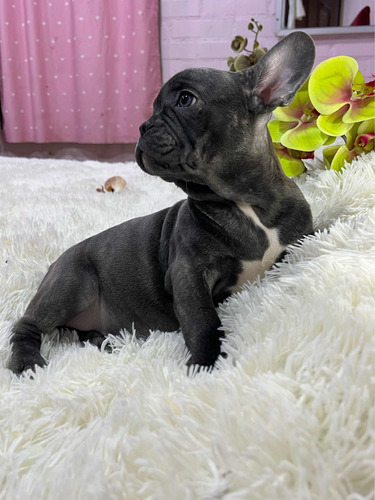 Bulldog Francés Blue Brindle