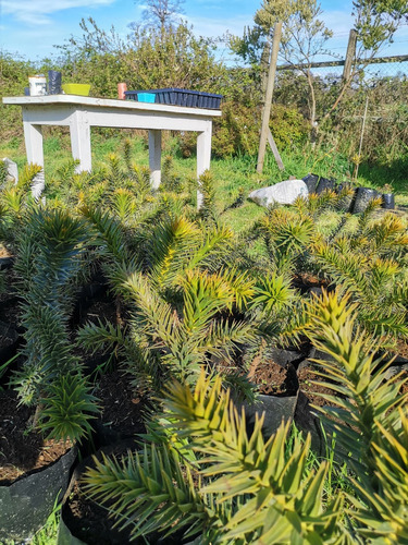 Araucaria (araucana)