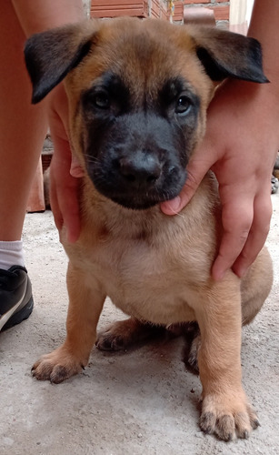 Cachorros Belga