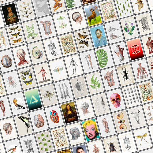 Anatomía Humana 78 Póster Lámina Antiguo Decoración Medicina