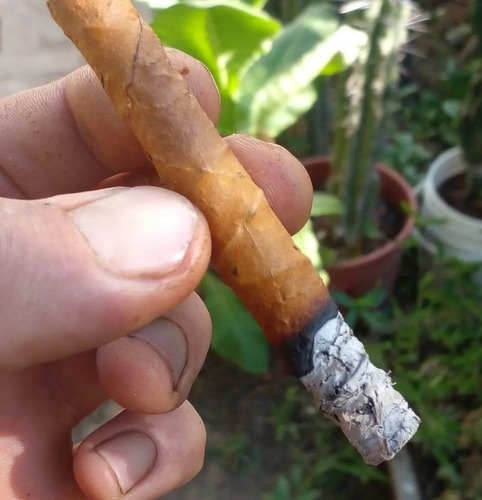 Blunt Natural - El Paisanal X 5 Unidades Natural