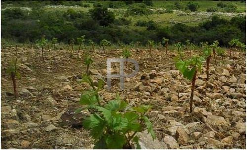 Imagen 4 de 6 de Campo En Venta Pueblo Edén 5 Hectáreas