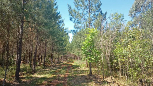 Imagen 10 de 25 de Loteo La Martina, Sobre Arroyo Acaraguá, Misiones