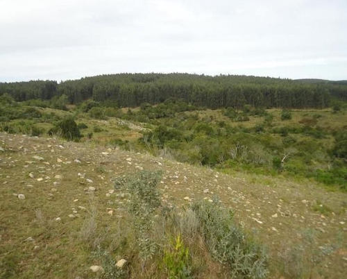 Quinta En Venta En Garzon