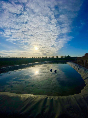 Finca Premium De Ciruelas Dagen Con Infraestructura De Alta Tecnología Cuadro Benegas San Rafael