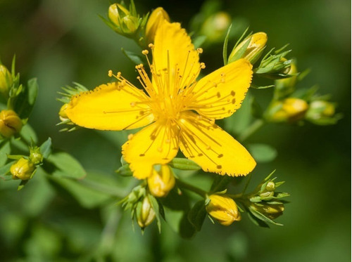 Semilla De Hierba Medicinal De San Juan Hipericum Perforatum