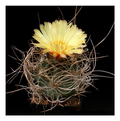 Semillas De Cactus Astrophytum Senile Espinas Negras Exotico