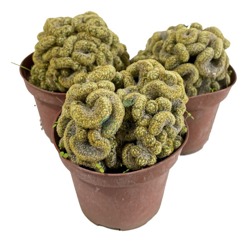 Cactus Cerebro Maceta Nro10 ~ Oferta