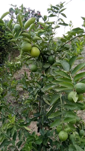 Vendo Hermoso Lote En Conjunto Cerrado En Silvania, Cundinamarca