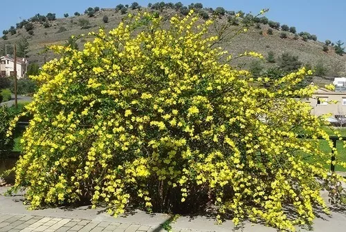 Muda De Jasmim Amarelo Pendente, Kit Com 5 Unidades.