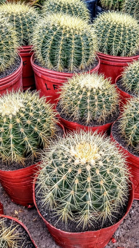 Cactus Echinocactus Grusonii - Asiento Suegra -gigantes 15lt