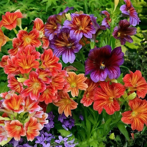 Mesay Chilean Morning Glory Seeds - 200 Semillas De Colores